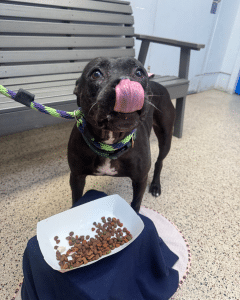ERS Giving Back Highlight Photo With Happy Dog