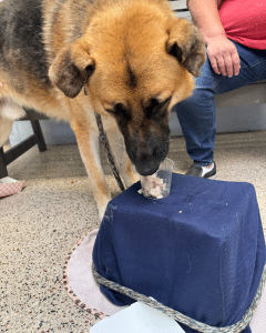 ERS Giving Back Highlight Photo With Happy Dog